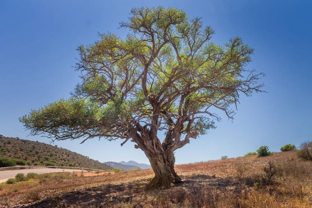 the Wonders of Argan Oil