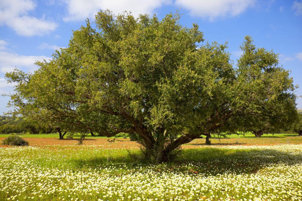 The Versatile Benefits of Argan Oil